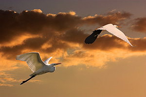 Intermediate Egrets